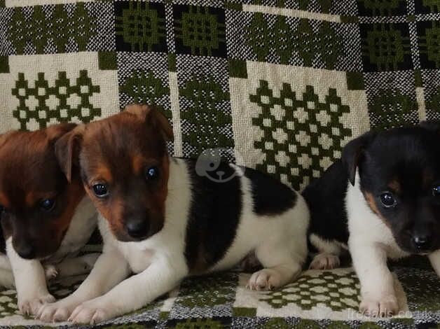 Jack russell pups for sale in Carluke, South Lanarkshire - Image 5