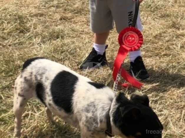 jack Russell pups for sale in Crowborough, Staffordshire - Image 1