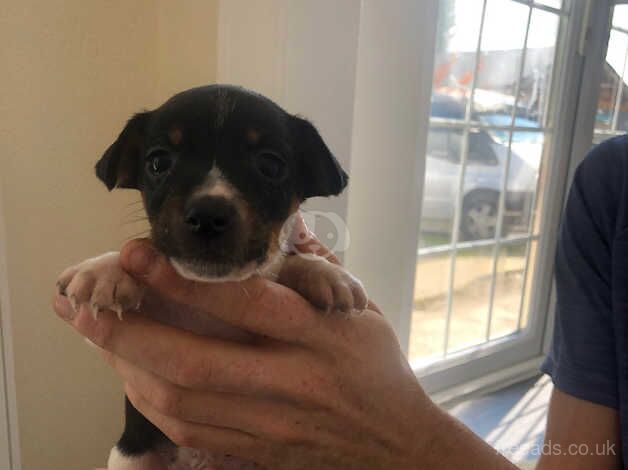 jack Russell pups for sale in Crowborough, Staffordshire - Image 3