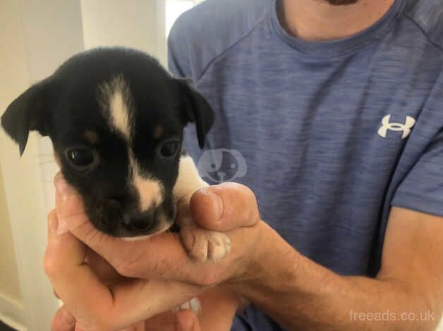 jack Russell pups for sale in Crowborough, Staffordshire - Image 4