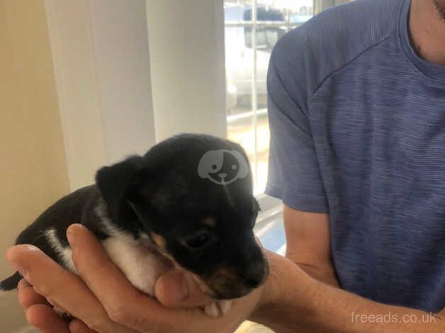 jack Russell pups for sale in Crowborough, Staffordshire - Image 5