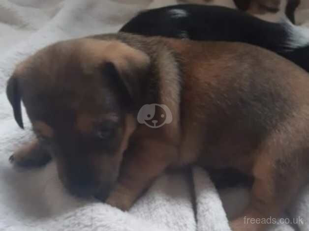 Jack Russell pups for sale in Doncaster, South Yorkshire