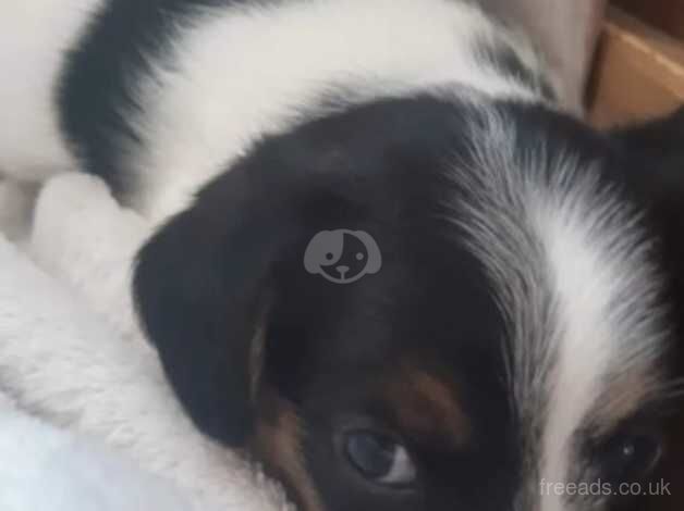 Jack Russell pups for sale in Doncaster, South Yorkshire - Image 2