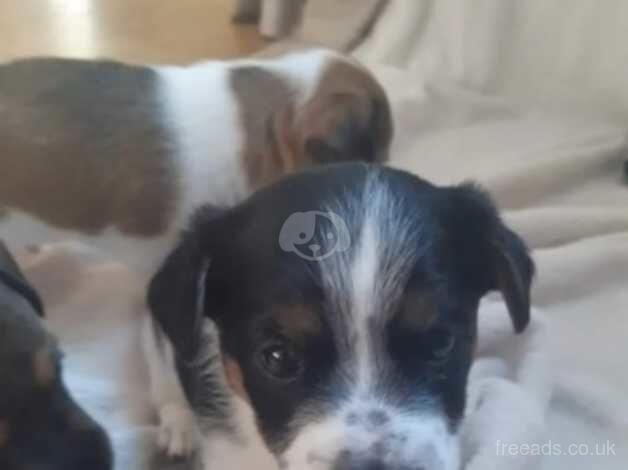 Jack Russell pups for sale in Doncaster, South Yorkshire - Image 3