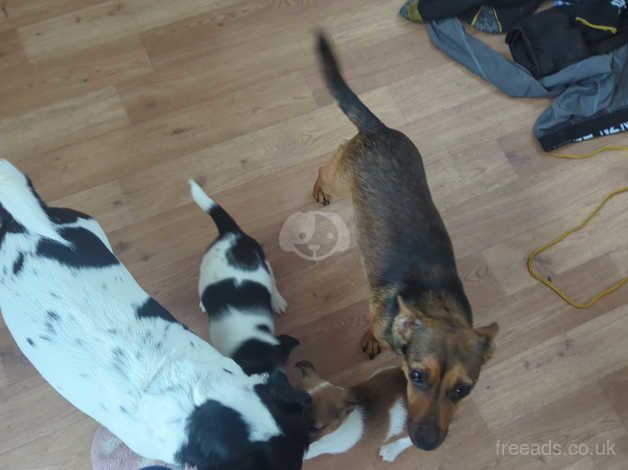 Jack Russell pups for sale in Doncaster, South Yorkshire - Image 4