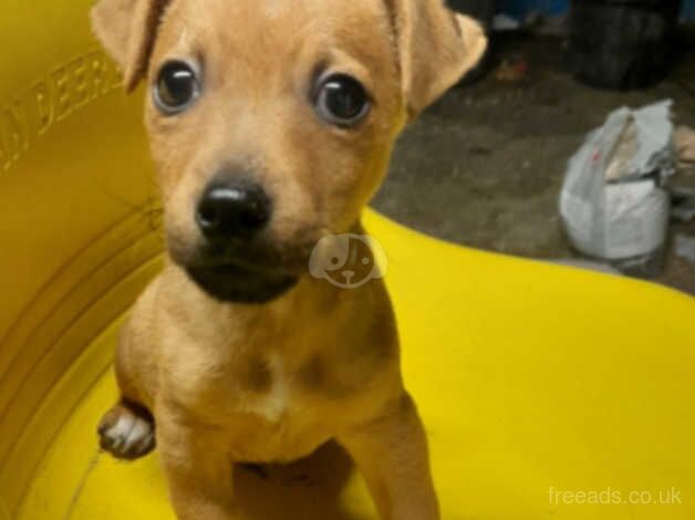 Jack Russell Pups for sale in Downpatrick, Down