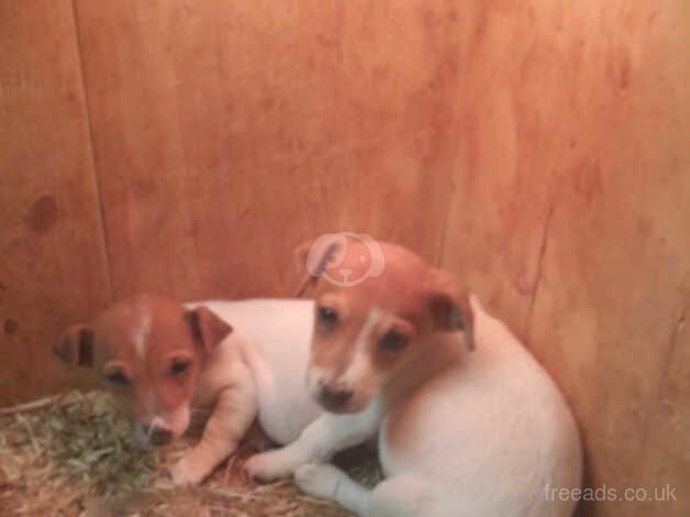 Jack Russells for sale in Downpatrick, Down