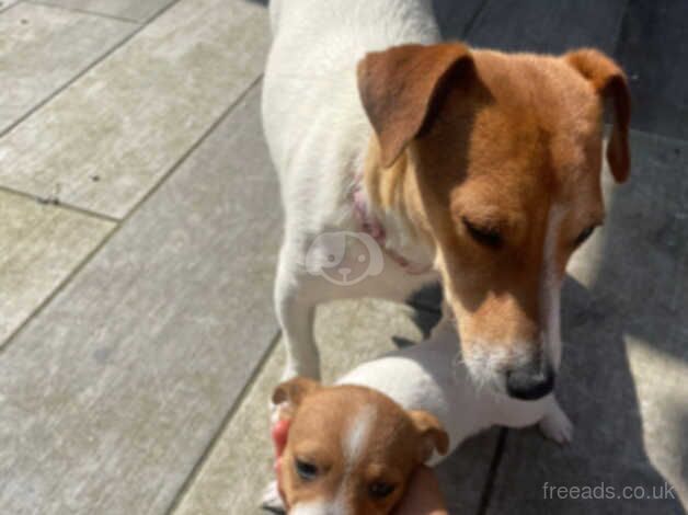 Jack Russell Puppies for sale in Down