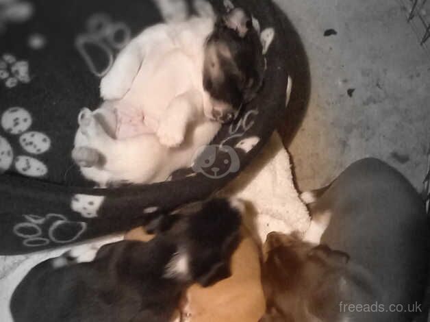 Jack Russell pups for sale in Dunfermline, Fife