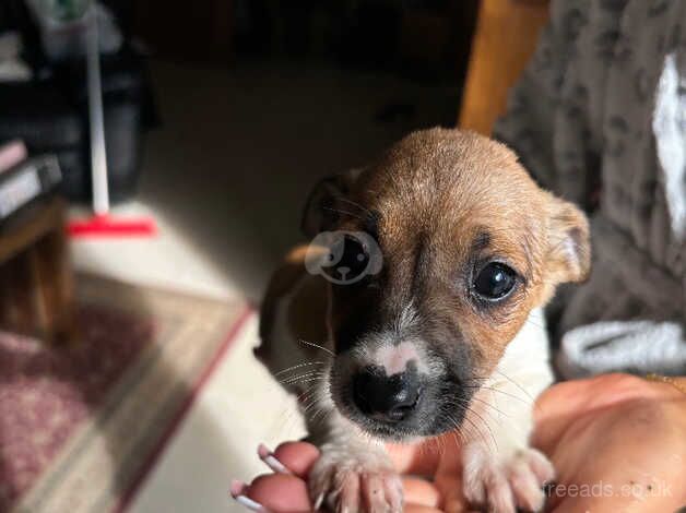 Jack Russell Pups for sale in Dungannon, Dungannon and South Tyrone