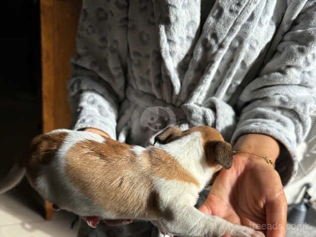 Jack Russell Pups for sale in Dungannon, Dungannon and South Tyrone - Image 2