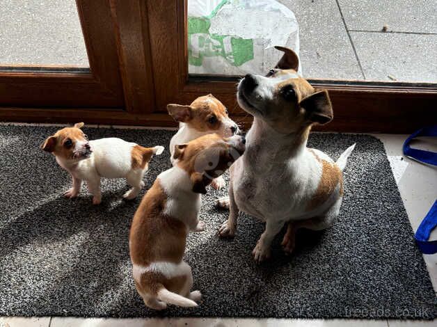 Jack Russell Pups for sale in Dungannon, Dungannon and South Tyrone - Image 3