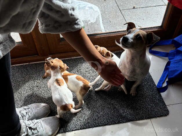 Jack Russell Pups for sale in Dungannon, Dungannon and South Tyrone - Image 4