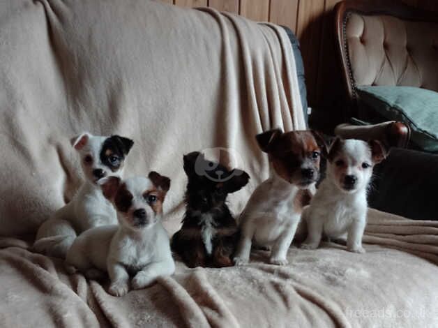 Jack Russell pups for sale in Exeter, Devon