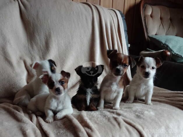 Jack Russell pups for sale in Exeter, Devon - Image 2