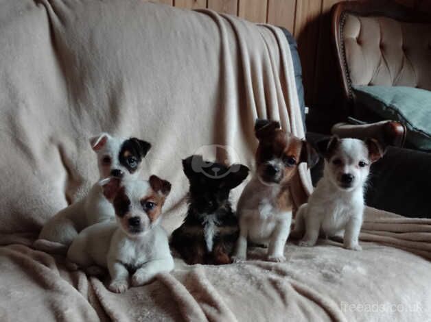 Jack Russell pups for sale in Exeter, Devon - Image 3