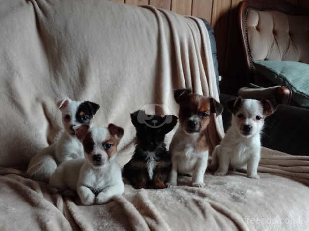 Jack Russell pups for sale in Exeter, Devon - Image 4