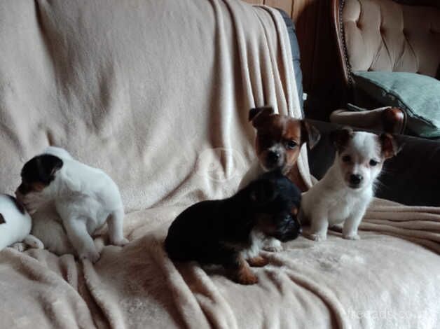 Jack Russell pups for sale in Exeter, Devon - Image 5