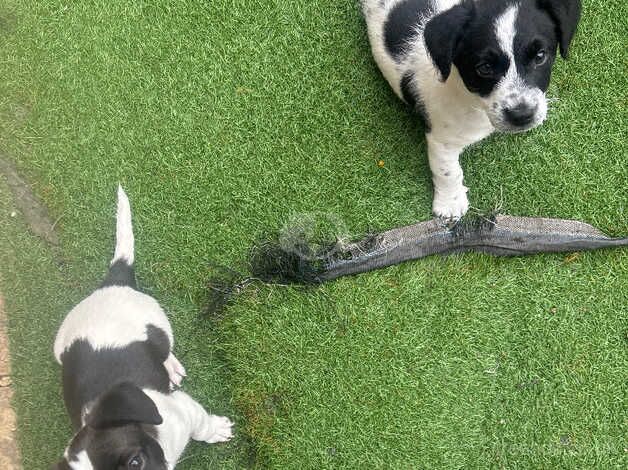 Jack Russell pups for sale in Hampshire