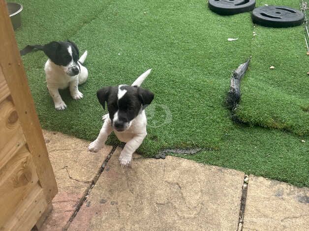 Jack Russell pups for sale in Hampshire - Image 2