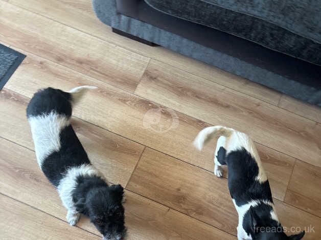 Jack Russell pups for sale in Hampshire - Image 5