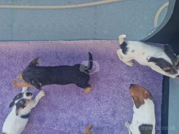 Jack russell pups for sale in Lanark, South Lanarkshire