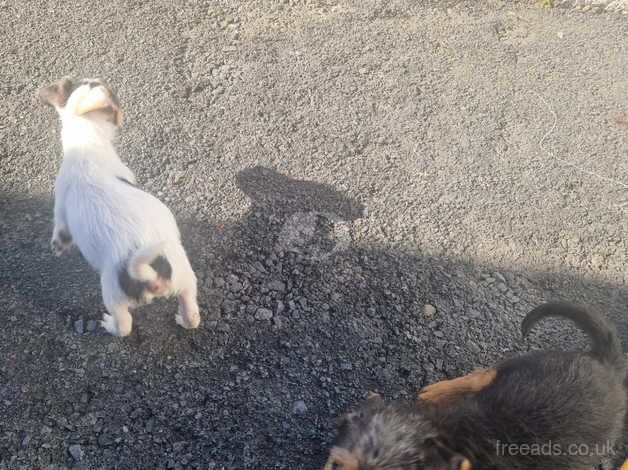 Jack russell pups for sale in Lanark, South Lanarkshire