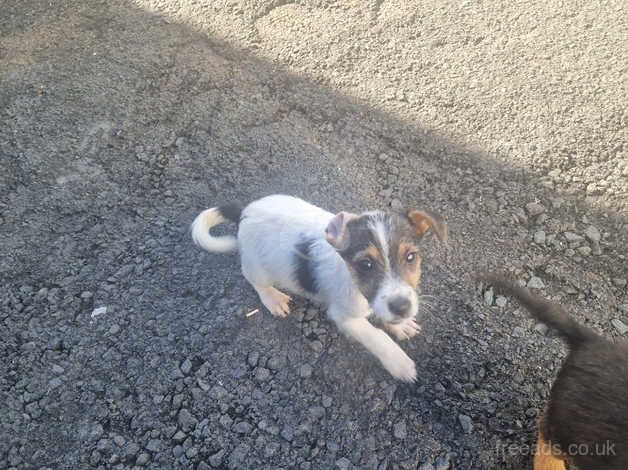 Jack russell pups for sale in Lanark, South Lanarkshire - Image 3