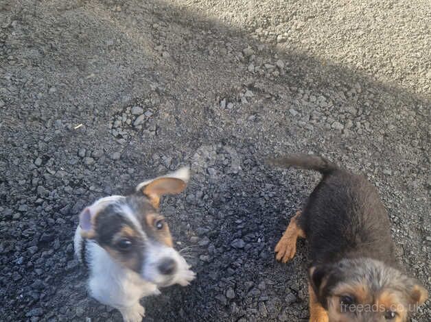 Jack russell pups for sale in Lanark, South Lanarkshire - Image 4