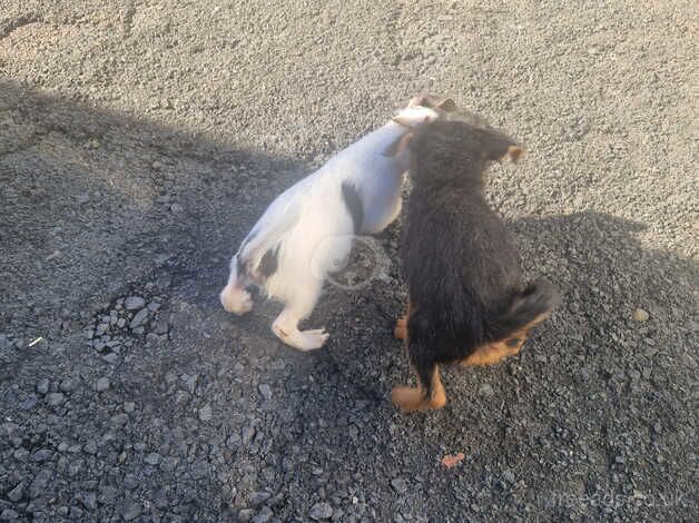 Jack russell pups for sale in Lanark, South Lanarkshire - Image 5