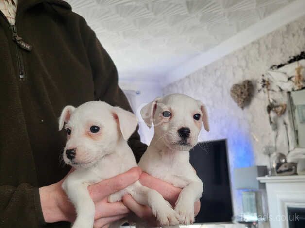 Jack Russell pups for sale in Leeds, West Yorkshire