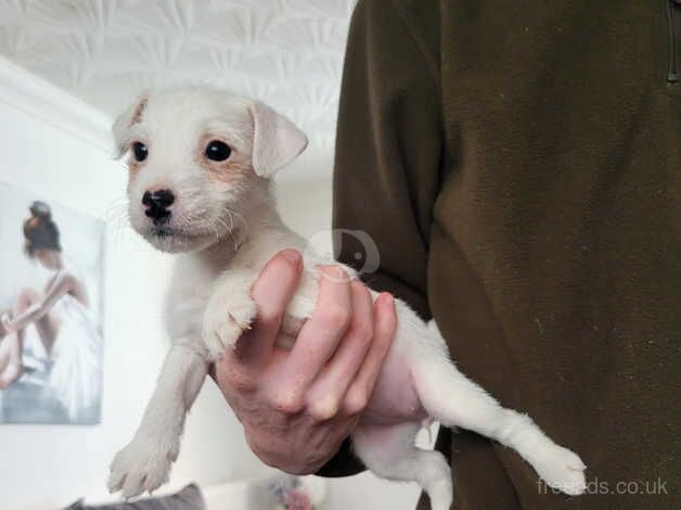 Jack Russell pups for sale in Leeds, West Yorkshire - Image 2