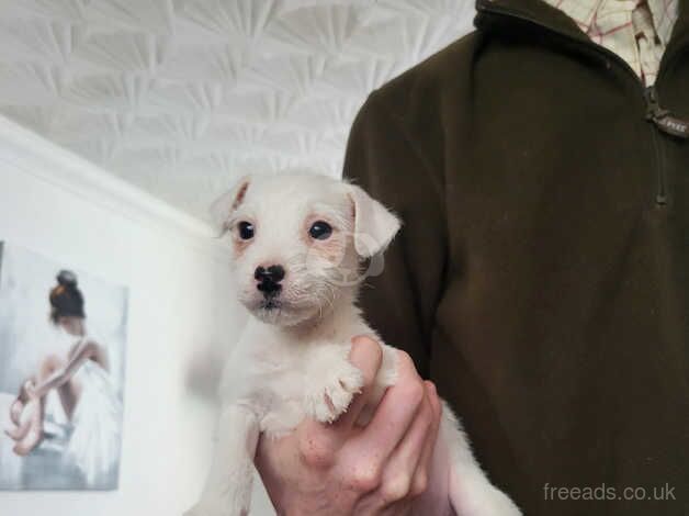 Jack Russell pups for sale in Leeds, West Yorkshire - Image 3