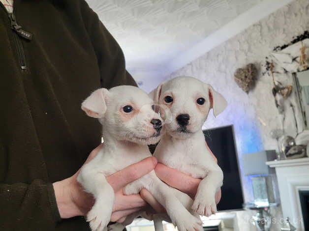 Jack Russell pups for sale in Leeds, West Yorkshire - Image 4