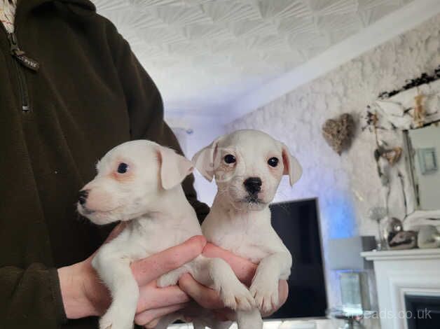 Jack Russell pups for sale in Leeds, West Yorkshire - Image 5