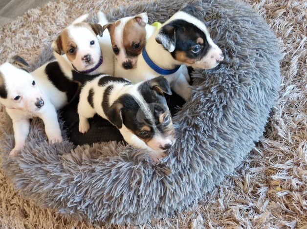 Jack Russell pups for sale in Leighton Buzzard, Bedfordshire