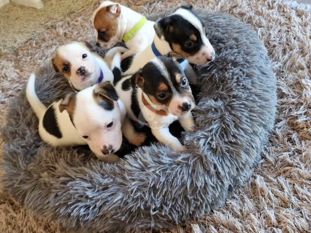 Jack Russell Puppies for sale