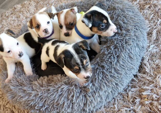 Jack Russell pups for sale in Leighton Buzzard, Bedfordshire