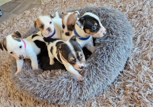 Jack Russell pups for sale in Leighton Buzzard, Bedfordshire - Image 2