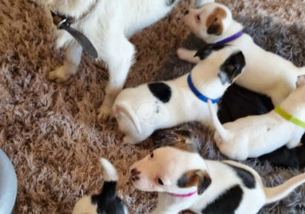 Jack Russell Puppies for sale in Bedfordshire