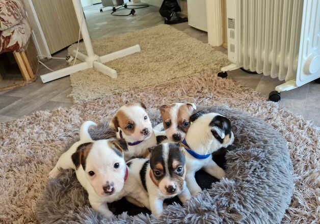 Jack Russell Puppies for sale