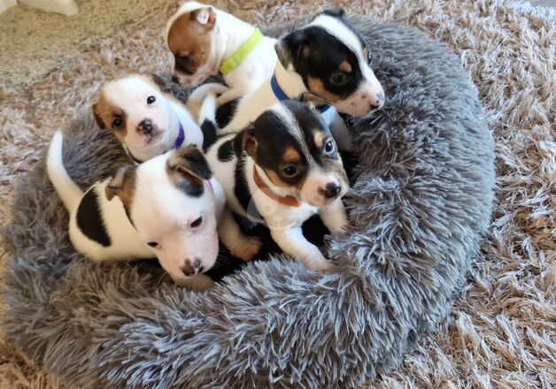 Jack Russell pups for sale in Leighton Buzzard, Bedfordshire - Image 5