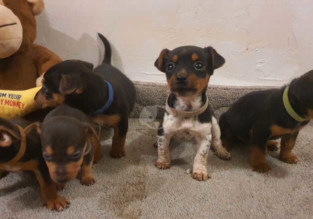 Jack russell pups for sale in Llanelli, Carmarthenshire