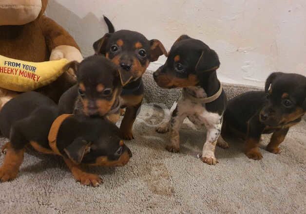 Jack Russell Puppies for sale in Carmarthenshire