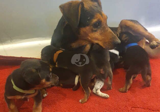 Jack russell pups for sale in Llanelli, Carmarthenshire - Image 4