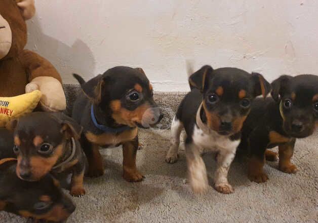 Jack russell pups for sale in Llanelli, Carmarthenshire - Image 5