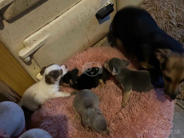 Jack Russell pups for sale in Biggar, South Lanarkshire - Image 2