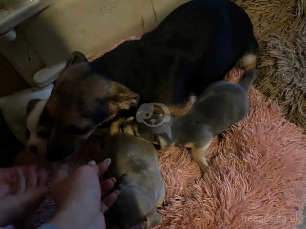 Jack Russell pups for sale in Biggar, South Lanarkshire - Image 3