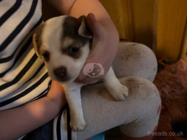 Jack Russell pups for sale in Biggar, South Lanarkshire - Image 4