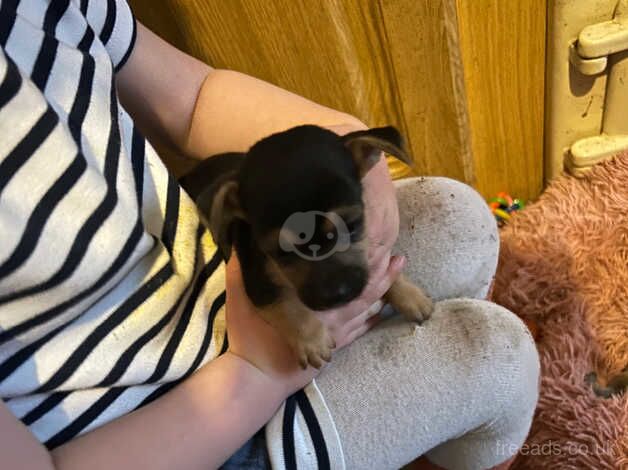 Jack Russell pups for sale in Biggar, South Lanarkshire - Image 5